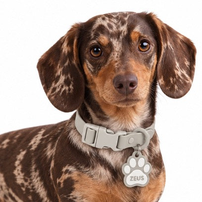 NOMIS NFC SMART COLLAR