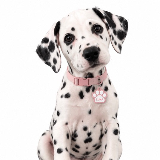 NOMIS NFC SMART COLLAR